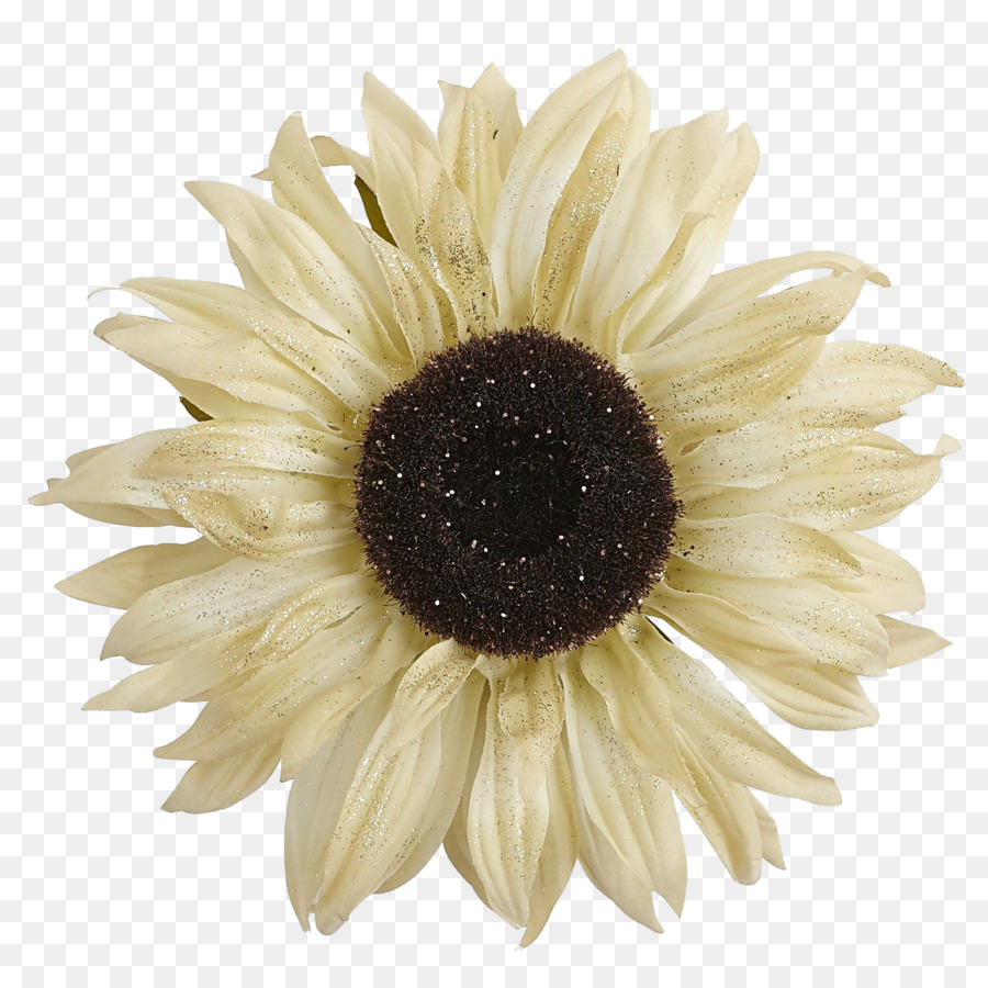 Tournesol，Jaune PNG