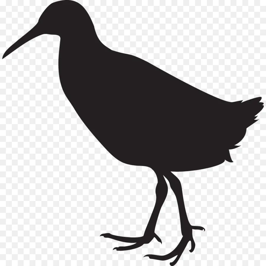 Silhouette D'oiseau，Animal PNG