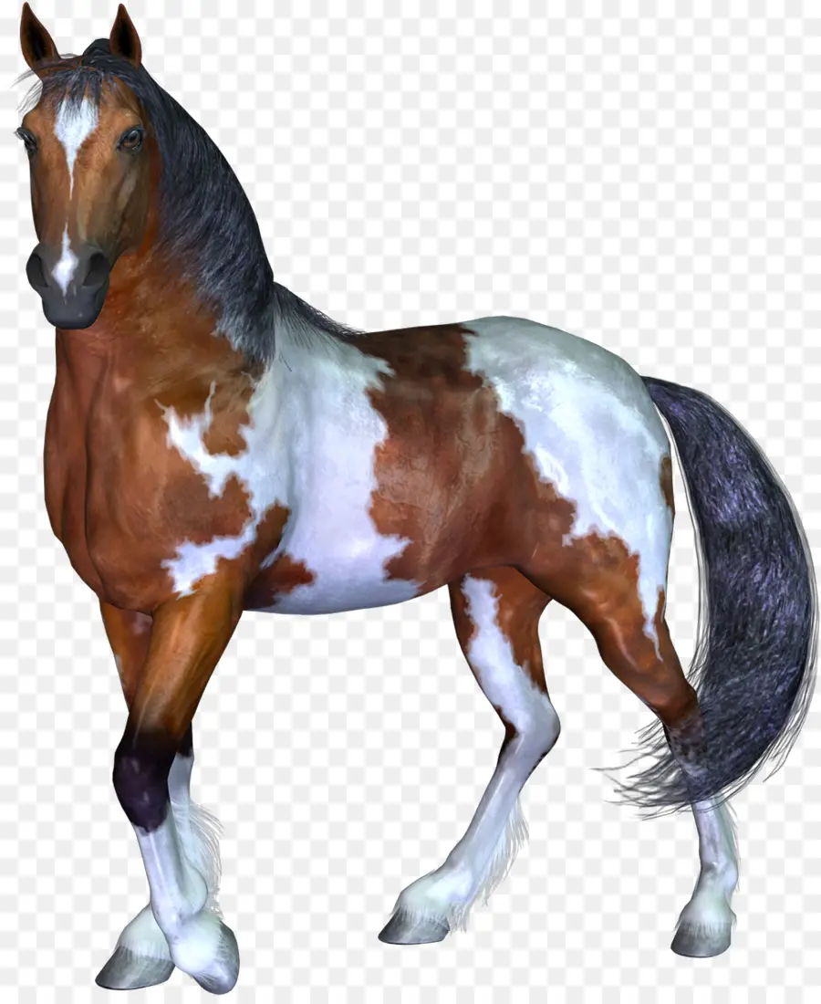 Cheval，Équin PNG