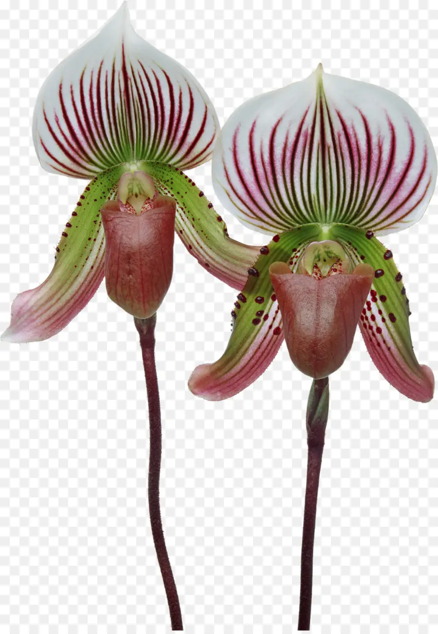 Orchidée De Singapour，Cypripedium Formosanum PNG