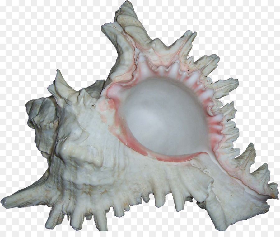 Shankha，Conque PNG