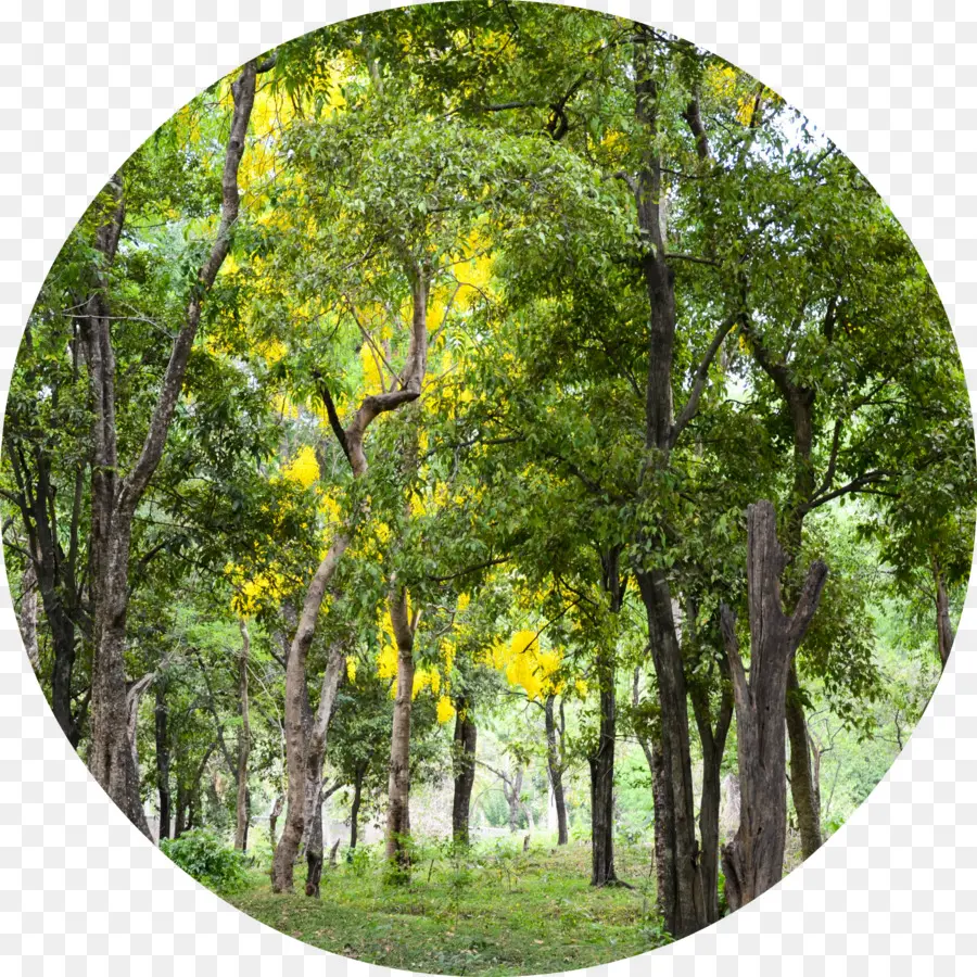 Forêt，Arbres PNG