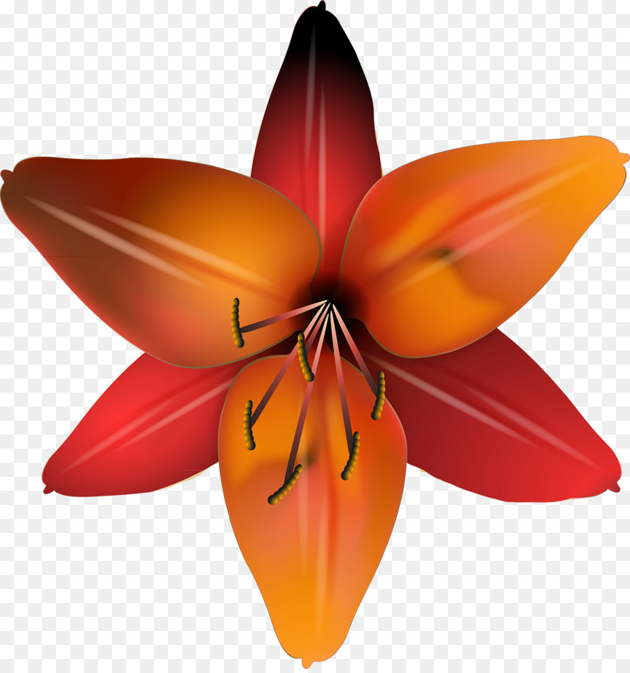 Lys Jaune，Orange PNG