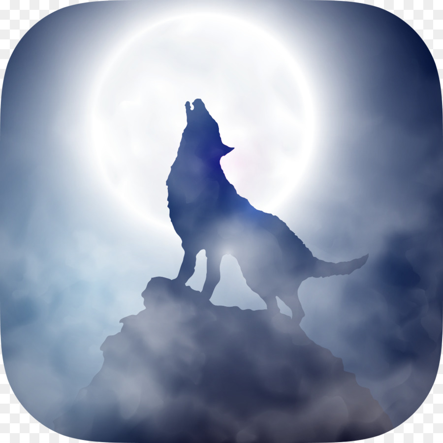 Coyote，Loup Gris PNG