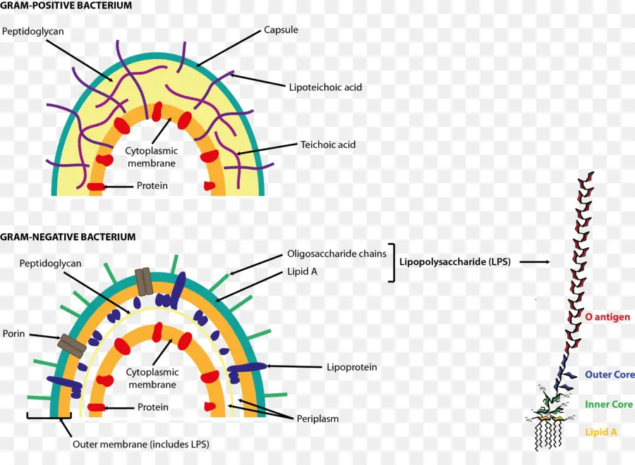 Endotoxine，Les Bactéries à Gram Négatif PNG