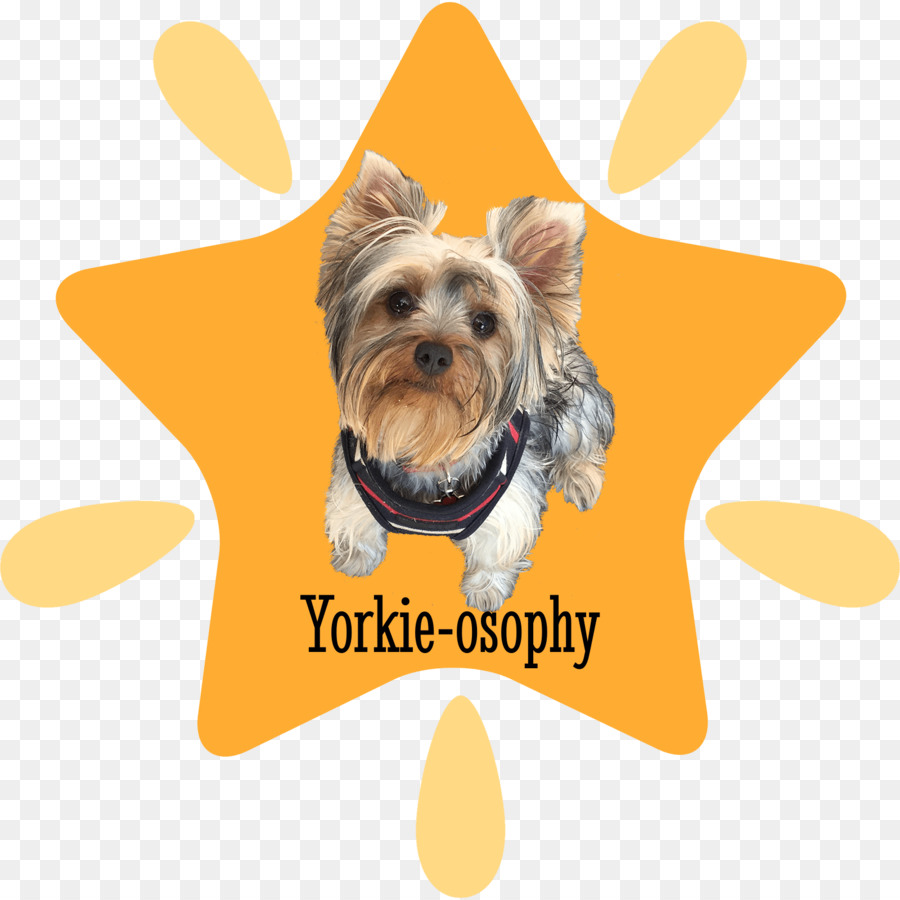 Le Yorkshire Terrier，Chiot PNG