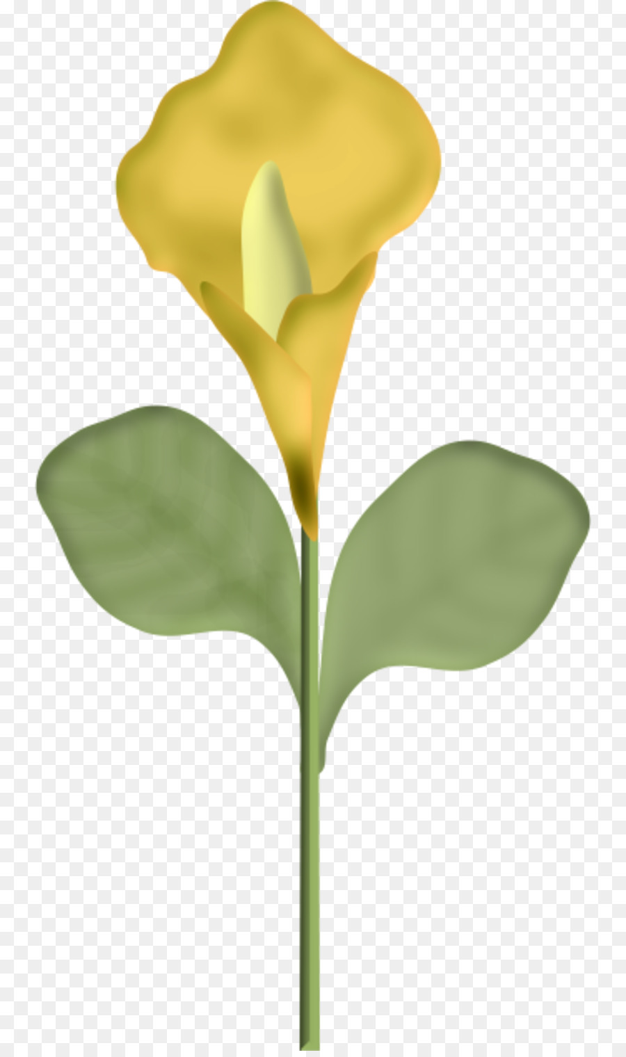 Fleur Rouge，Usine PNG