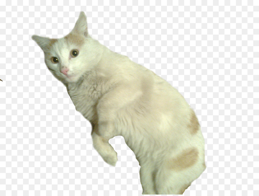 Chat，Blanc PNG