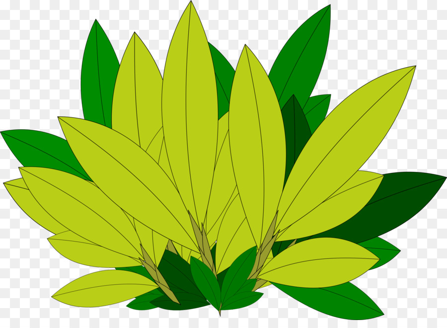 Feuille Verte，Feuillage PNG