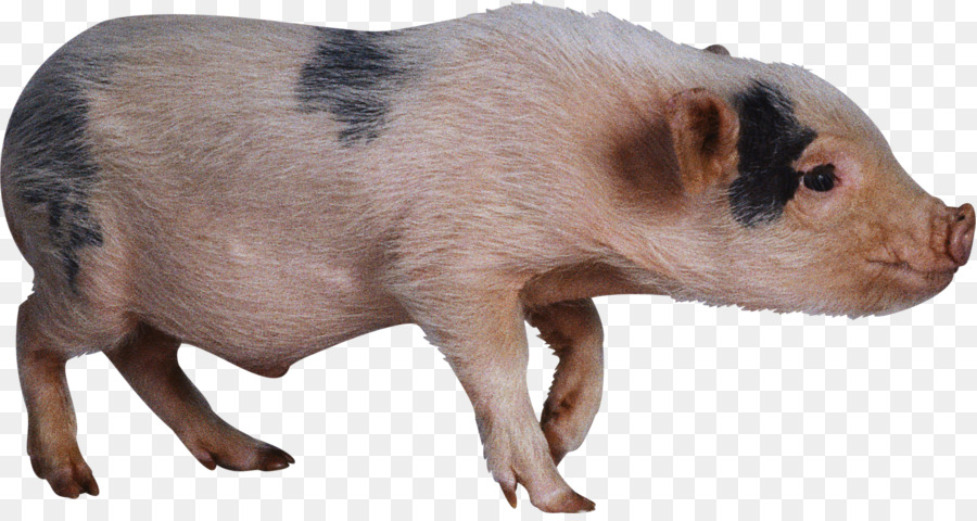 Cochon，Ferme PNG