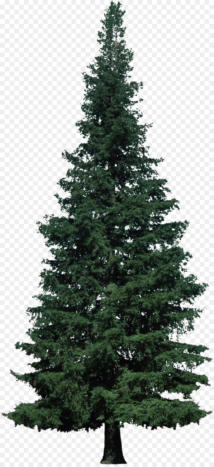 Arbre，Pin PNG