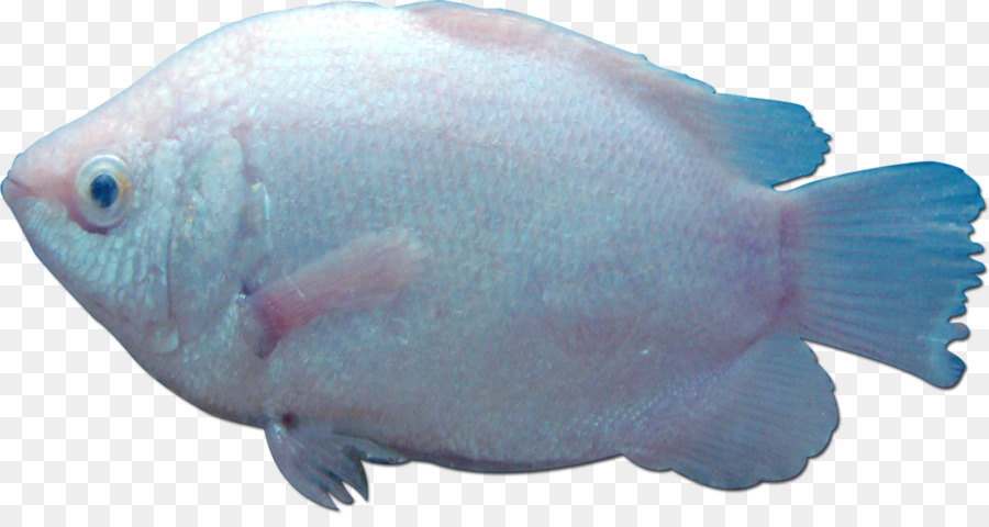 Poisson，Aquatique PNG