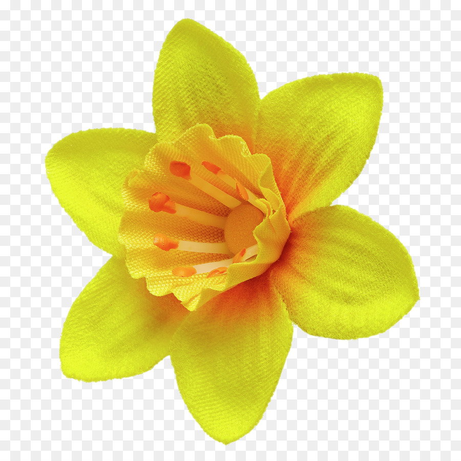 Jonquille, Fleur, Grande Appel De La Jonquille PNG - Jonquille, Fleur,  Grande Appel De La Jonquille transparentes | PNG gratuit
