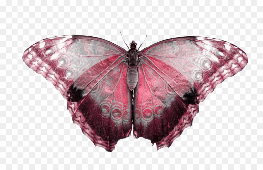 Papillon，Insecte PNG