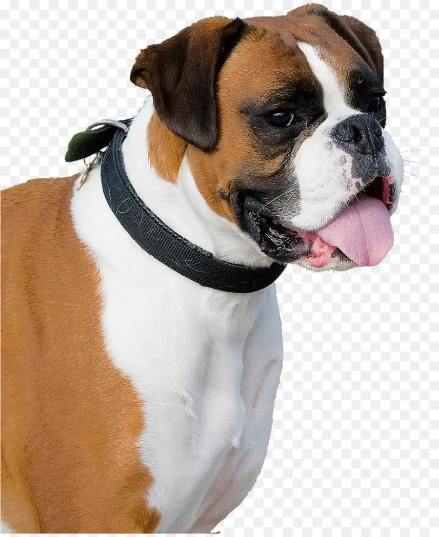 Chien，Animal De Compagnie PNG