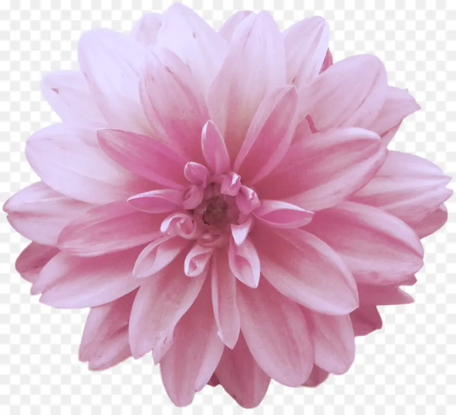 Dahlia，Fleur PNG