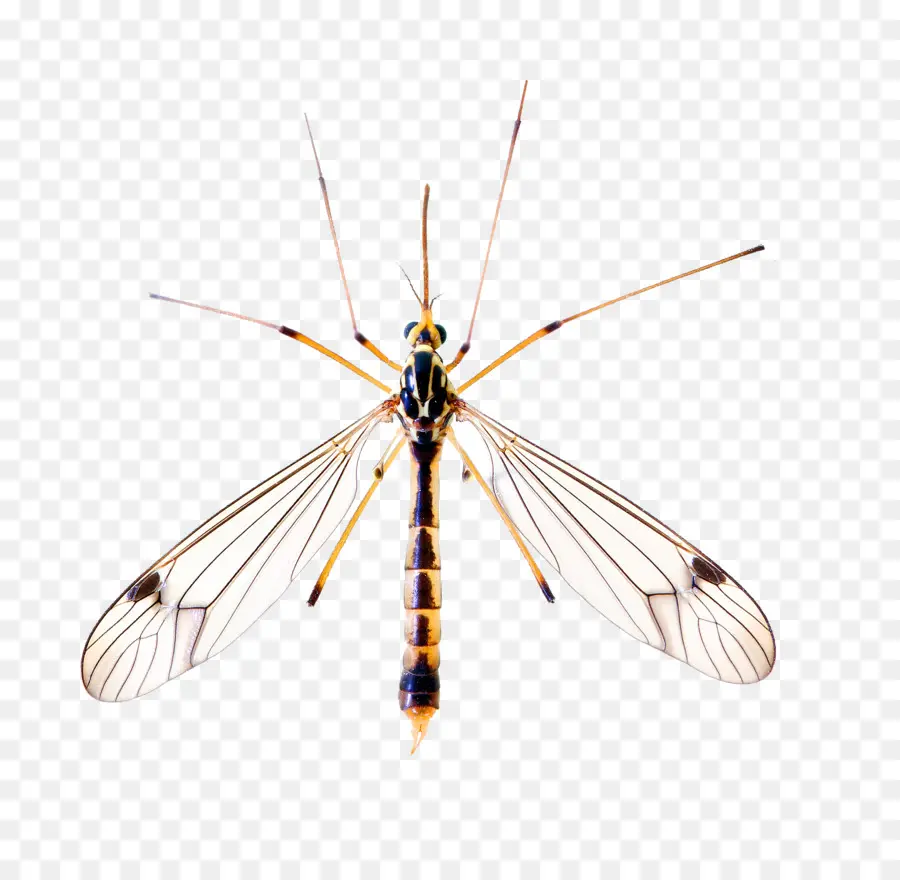 Mouche De Grue，Ailes PNG