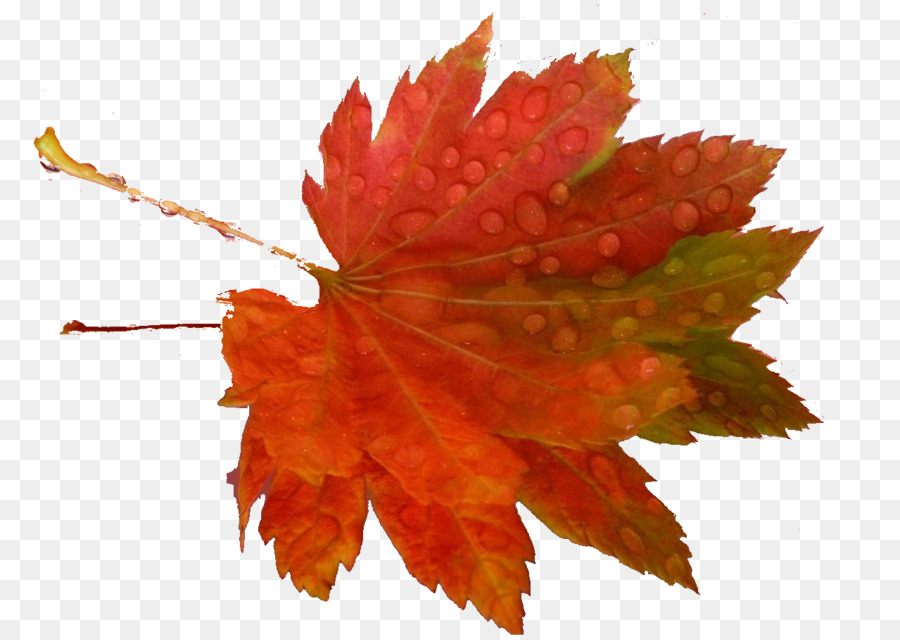 Feuille D'automne，Automne PNG