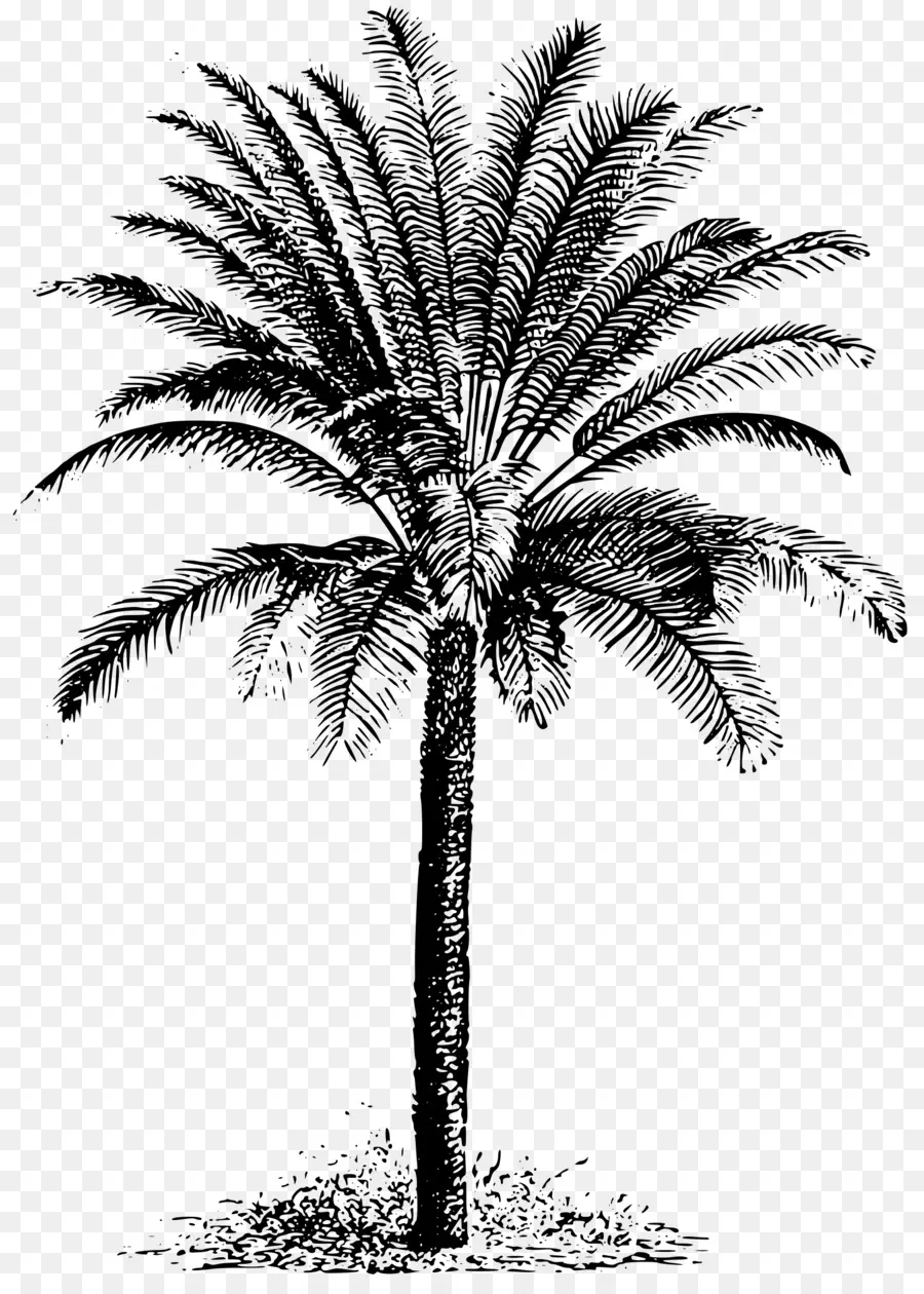 Sago Palm，Cycade PNG