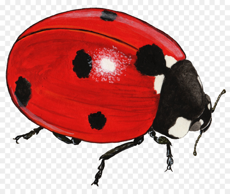 Coccinelle，Bogue PNG