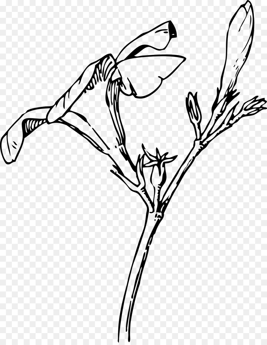 Dessin De Fleur，Usine PNG