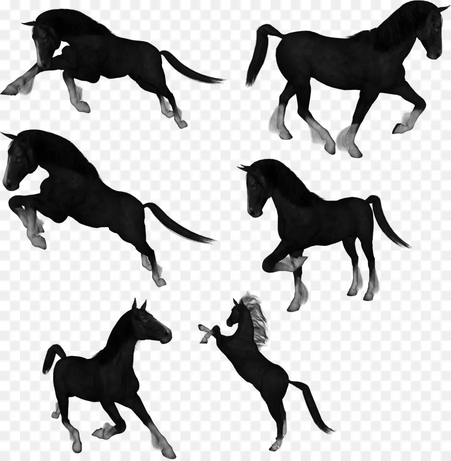 Cheval Noir，En Cours D'exécution PNG