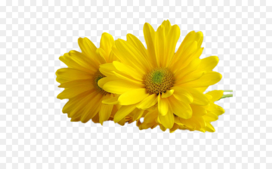 Fleur Jaune，Usine PNG