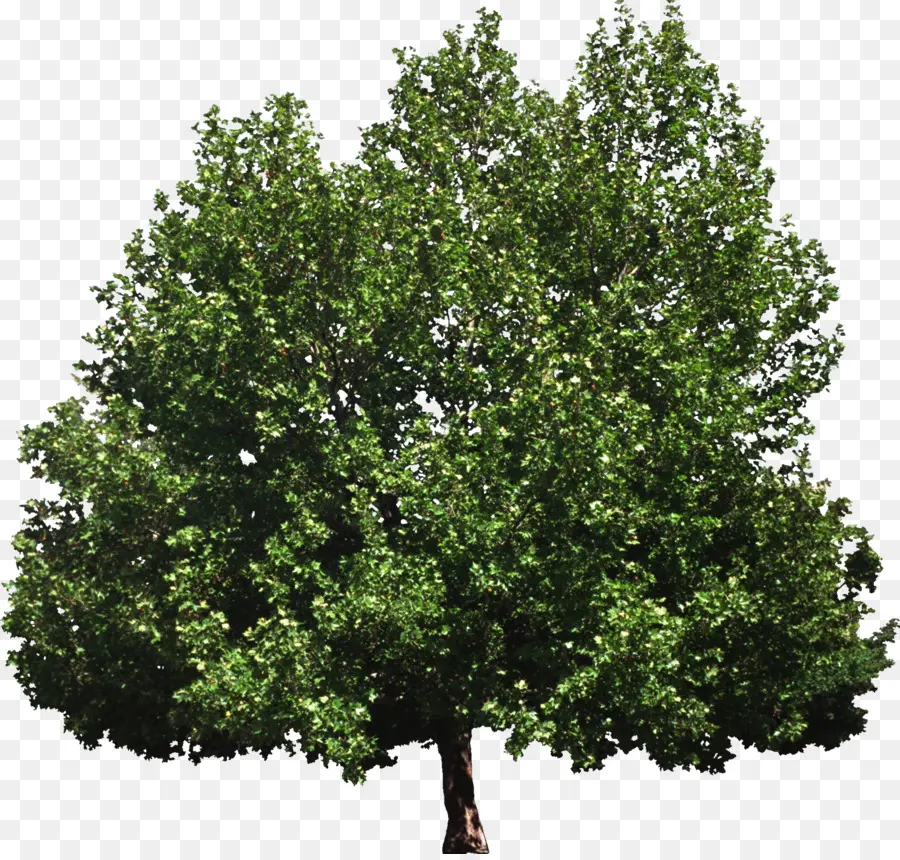 Arbre Vert，Nature PNG