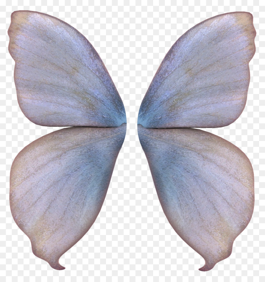 Papillon Bleu，Ailes PNG