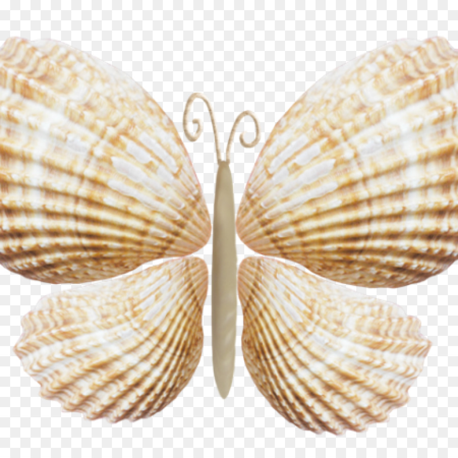 Papillon Coquillage，Coquilles PNG