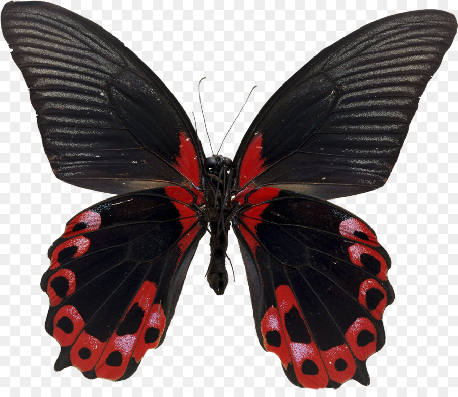 Papillon Marron，Ailes PNG