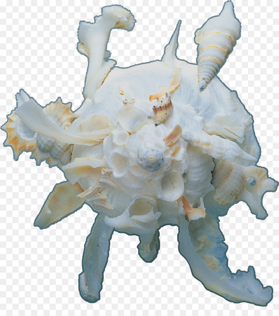 Coquille，Graphiques Raster PNG