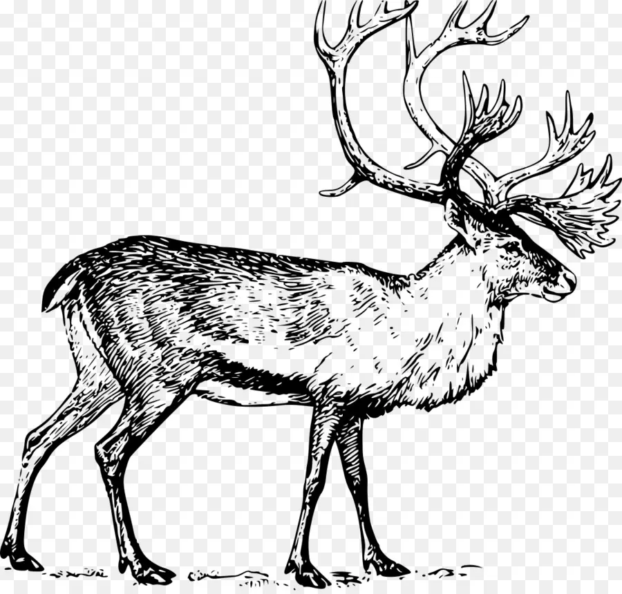 Wapiti，Bois PNG