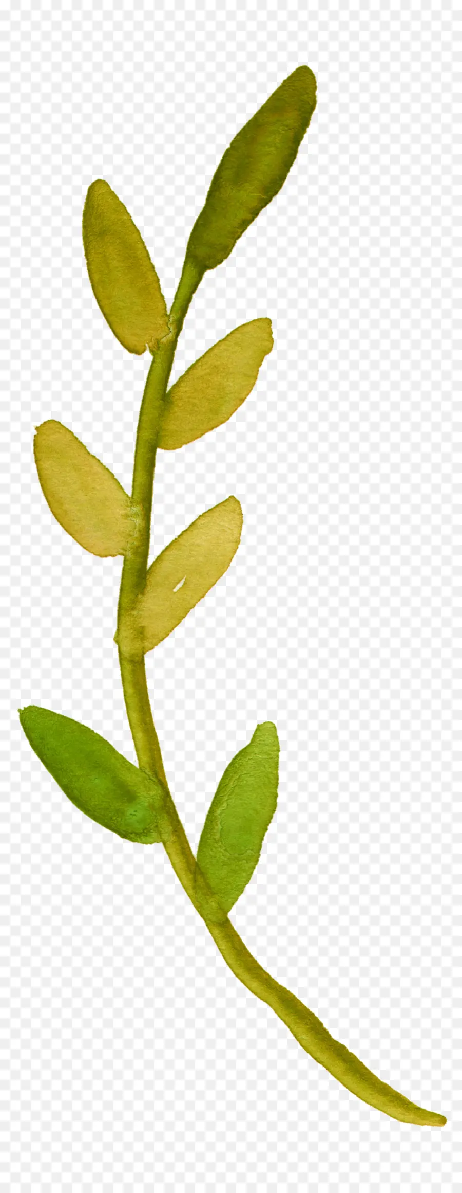 Plante Verte，Feuille PNG