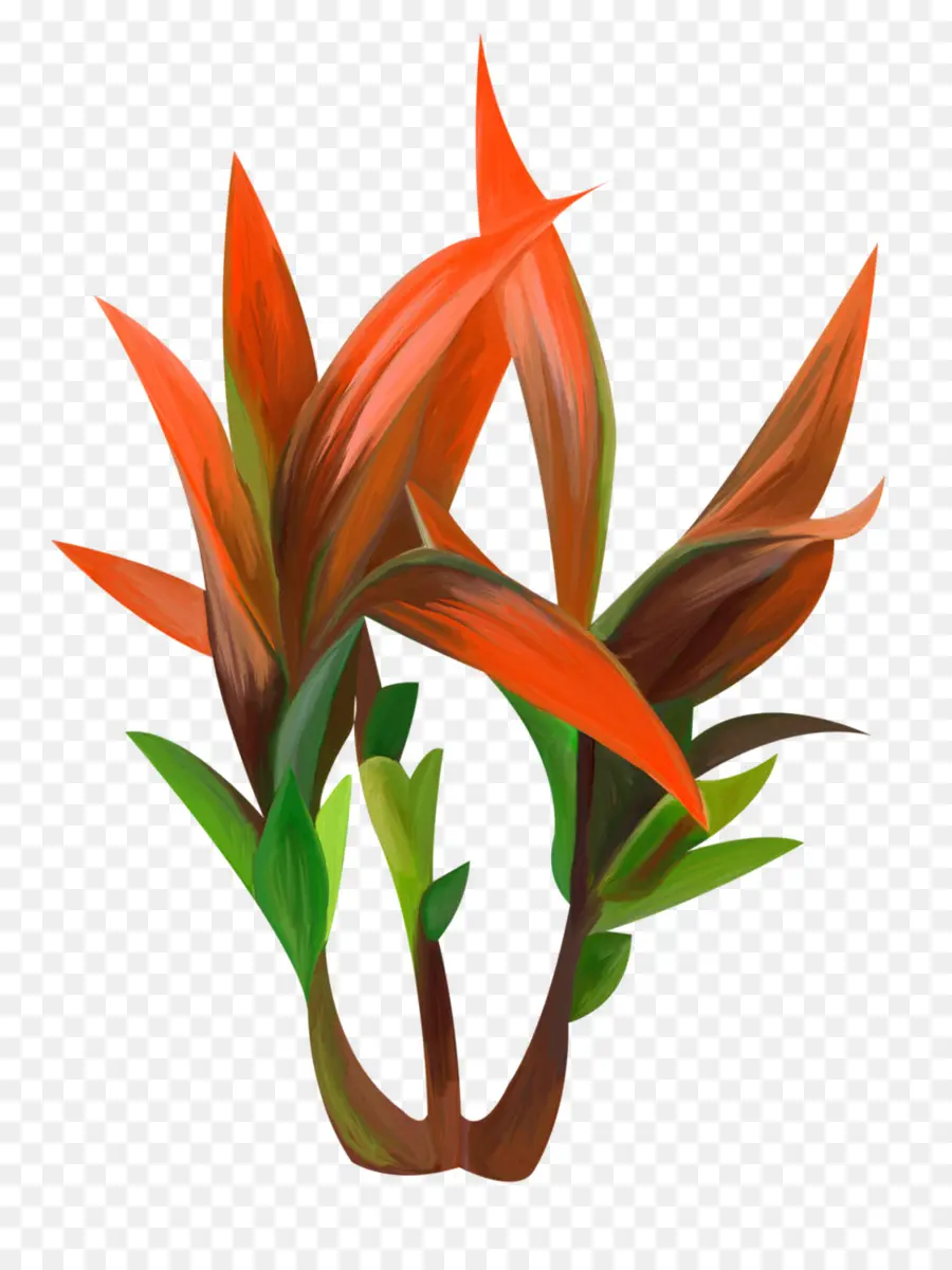Agave，Usine PNG