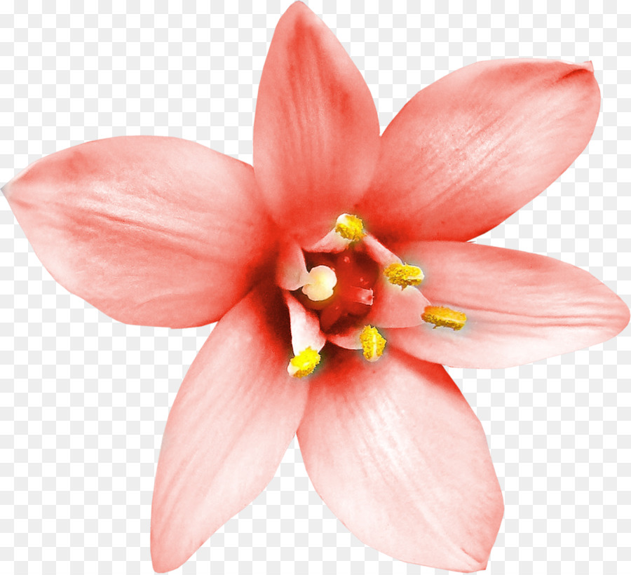 Fleur，Rose PNG