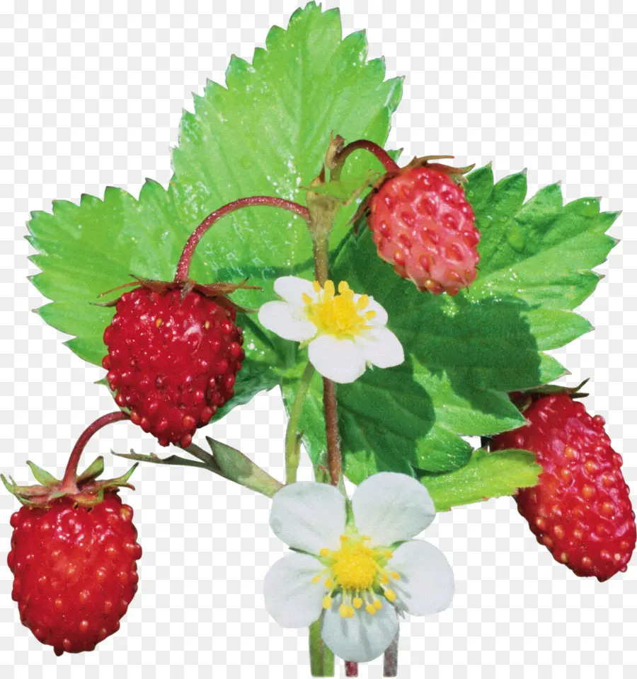 Fraisier，Fruit PNG