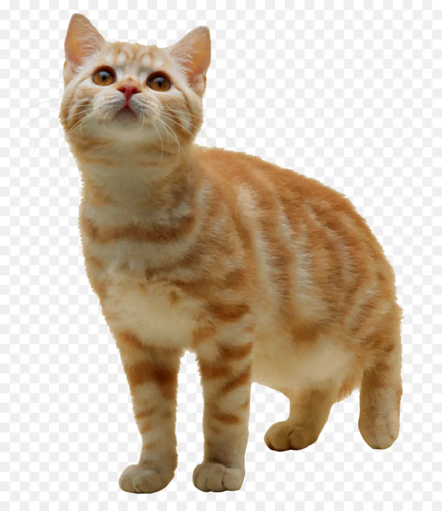 Chat Orange，Chaton PNG