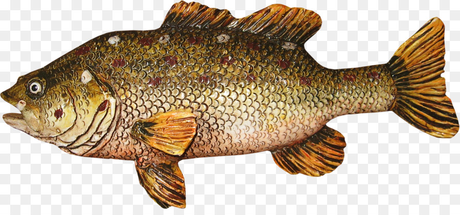 Poisson，Aquatique PNG