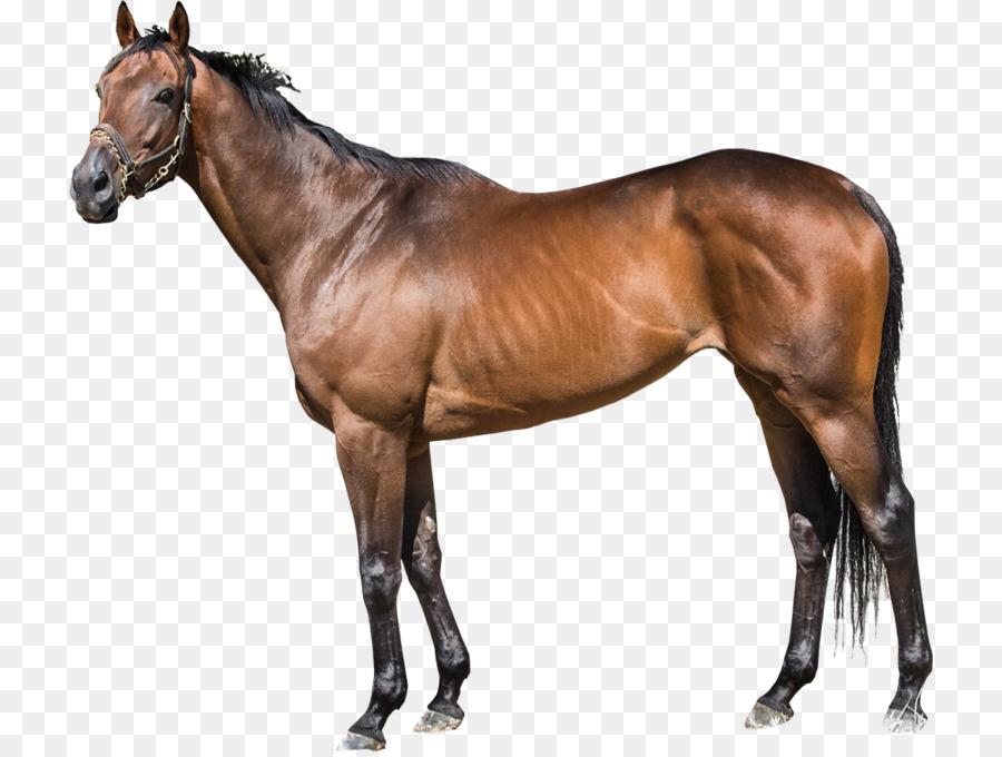 Cheval，Brun PNG