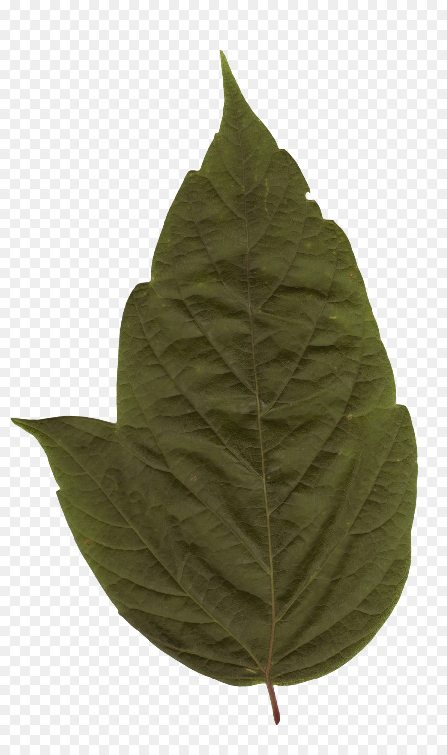 Feuille，Vert PNG