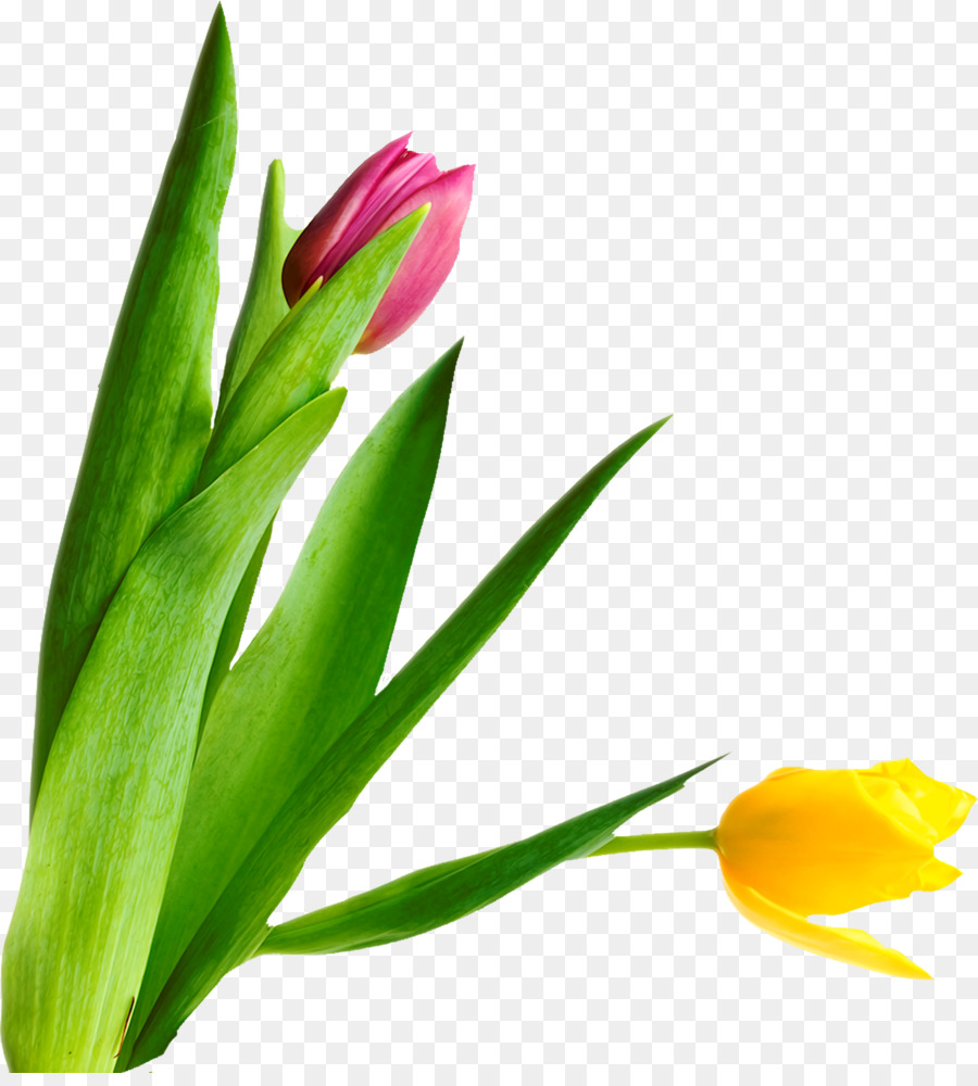 Tulipe，Usine PNG