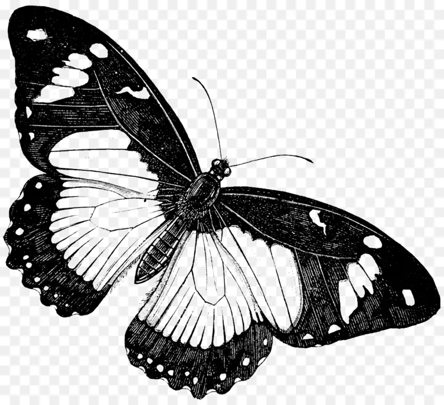 Papillon，Dessin PNG