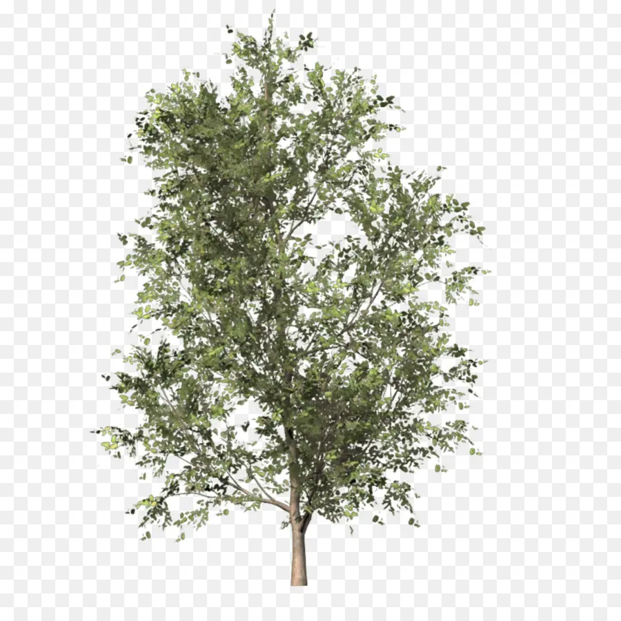 Arbre，Feuilles PNG