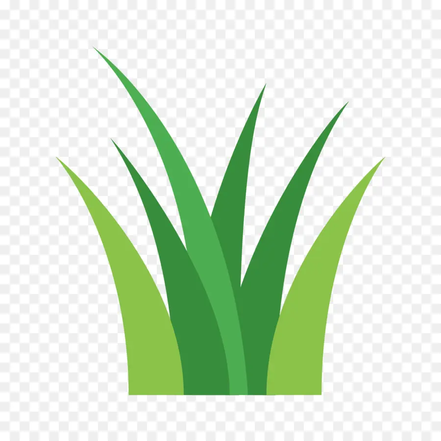 Plante，Herbes PNG