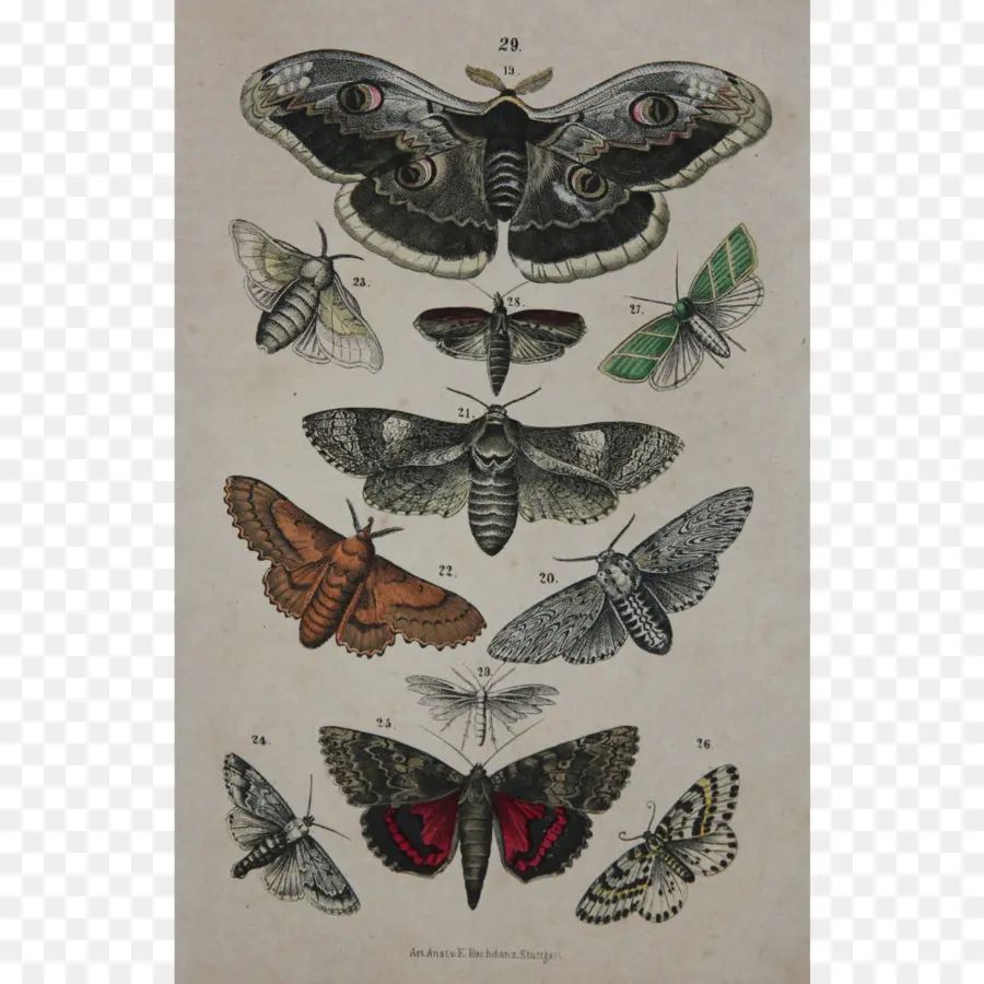 Antique，Papillon PNG
