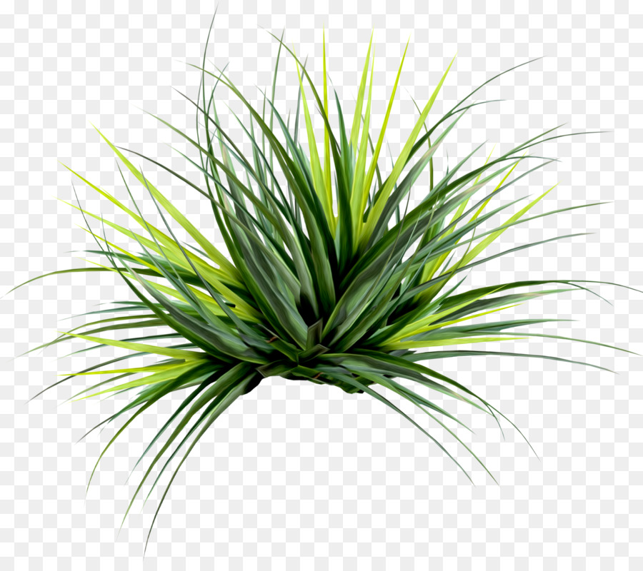 Plante Verte，Feuilles PNG