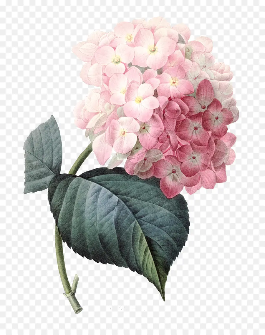 Français Hortensia，Fleurs Roses PNG
