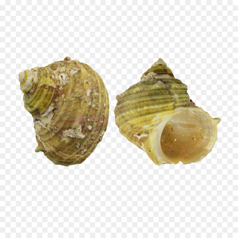 Coquille D'escargot，Coquille PNG