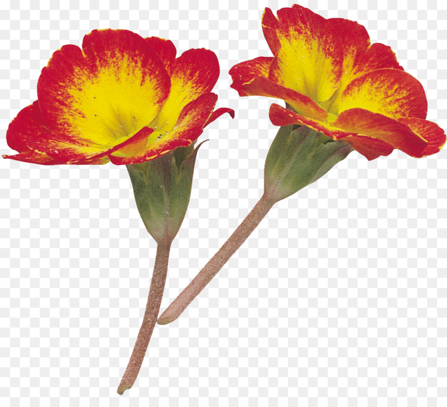 Fleurs Colorées，Fleurit PNG